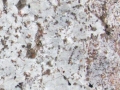 bianco-antico-granite